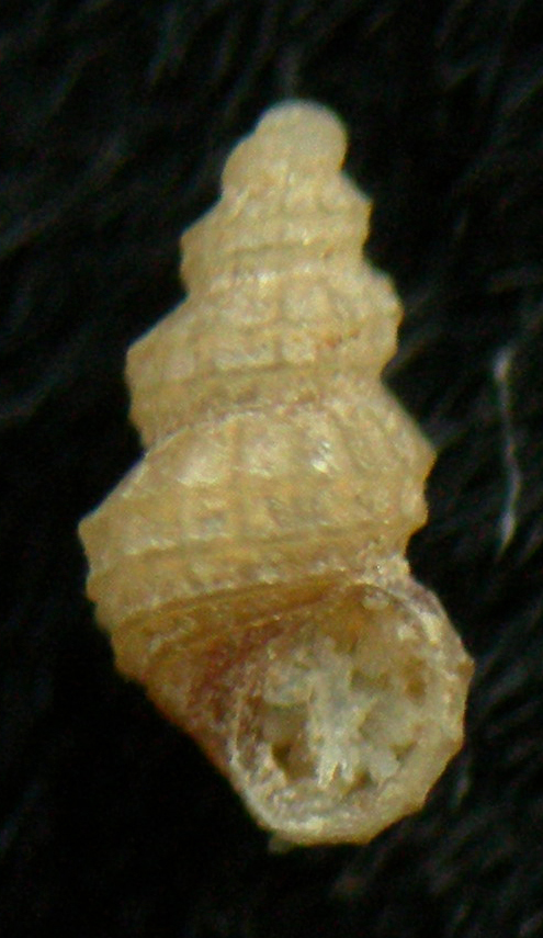 Alvania subareolata